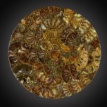 Fossils:A Cleonicercas sp. ammonite montage  made up from sections of Lower Cretaceous Madagascan