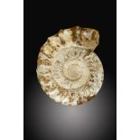 Fossils:A Perisphinctes ammonite sp.  Madagascar, Middle Jurassic, approximately 150mya 44cm.; 17ins