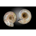 Fossils:Two Cadocera ammonites  Volga River, Russia, Upper Jurassic, approximately 140mya