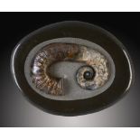 Fossils:An Audiloceras heteromorph ammonite  Volga River, Russia, Upper Jurassic,