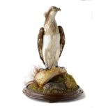 Taxidermy:An Osprey probably by Shaw of Shrewsbury  circa 1850 in later glass dome 77cm.; 30ins high