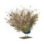 Taxidermy:Full mount Peacock with fanned tail
