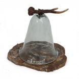 An Organic formed Marble Cheese Platter   with glass dome and Roe Deer horn handle 35cm.; 14ins high