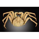 Natural History: A giant golden king crab  Pacific Ocean,  20th century 70cm.; 28ins wide  This