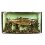 Taxidermy: A trout in a glass bow front case mounted by S F Sanders of London   late 19th century