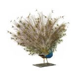 Taxidermy:  Full mount Peacock with fanned tail   modern 170cm.; 67ins