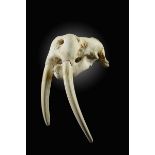 Natural History: A Walrus skull  Canada,  modern with CITES certificate 51cm.; 20ins long