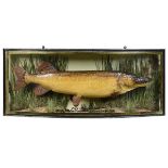 Taxidermy: A pike mounted in a bow front Cooper style glass case  early 20th century 50cm.; 20ins