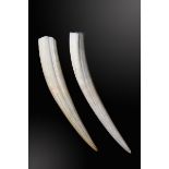 Natural History: Two Walrus tusks  Canada,  modern with CITES certificate the larger 49cm.; 19ins