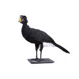 Taxidermy: A Curassow on base  early 20th century with label from the Peter Farrington