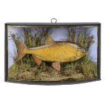 Taxidermy: A Roach in a glass bow front case mounted by J Cooper of London  1st half 20th century