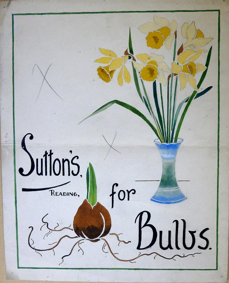 Original artwork for Suttons Bulbs  circa 1925 watercolour study for advertisement 25cm.; 10ins by