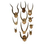 Natural History: A collection of West African hunting trophies  early 20th century