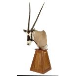 Taxidermy: A Gemsbok head on wooden base  modern 208cm.; 82ins high overall