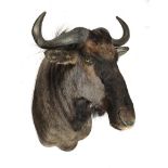 Taxidermy: A brindled Gnu  early 20th century 96cm.; 38ins high