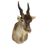 Natural History: A mounted Eland head  early 20th century 129cm.; 51ins high