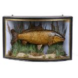 Taxidermy: A common Carp mounted in a bow front glass case  early 20th century by Anstiss of