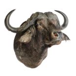 Taxidermy: A Cape Buffalo trophy  early 20th century 95cm.; 37ins horn width