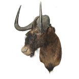 Taxidermy: A white tailed Gnu  early 20th century 102cm.; 40ins high