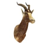 Taxidermy:  A mounted Blesbok head  early 20th century 82cm.; 32ins high