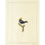 Painting: William Hayes (1735 - 1802)  Two watercolours of South American birds signed lower right