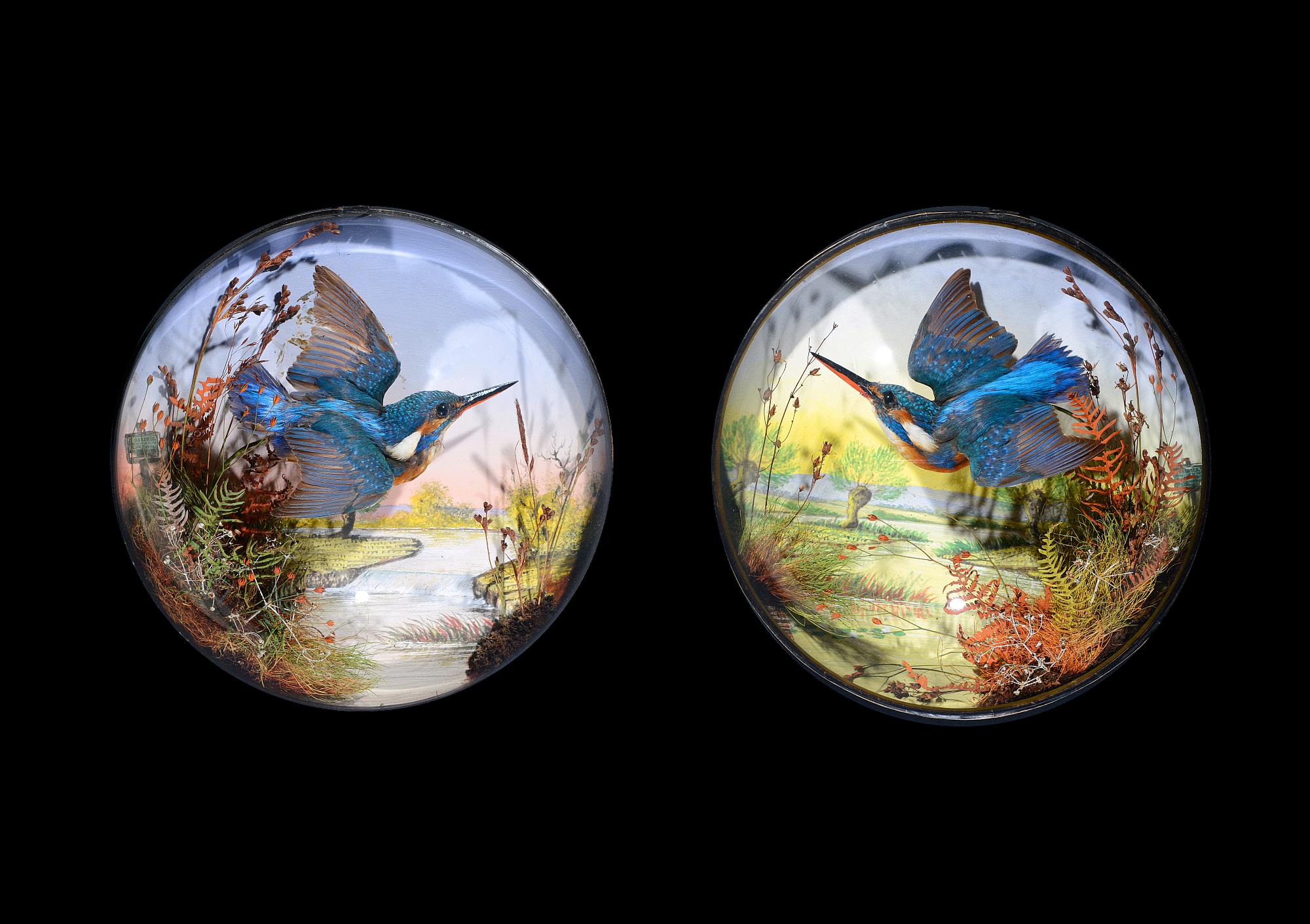 Taxidermy: A matched pair of Kingfishers, by J Gardner, in glass domes   circa 1890 the background