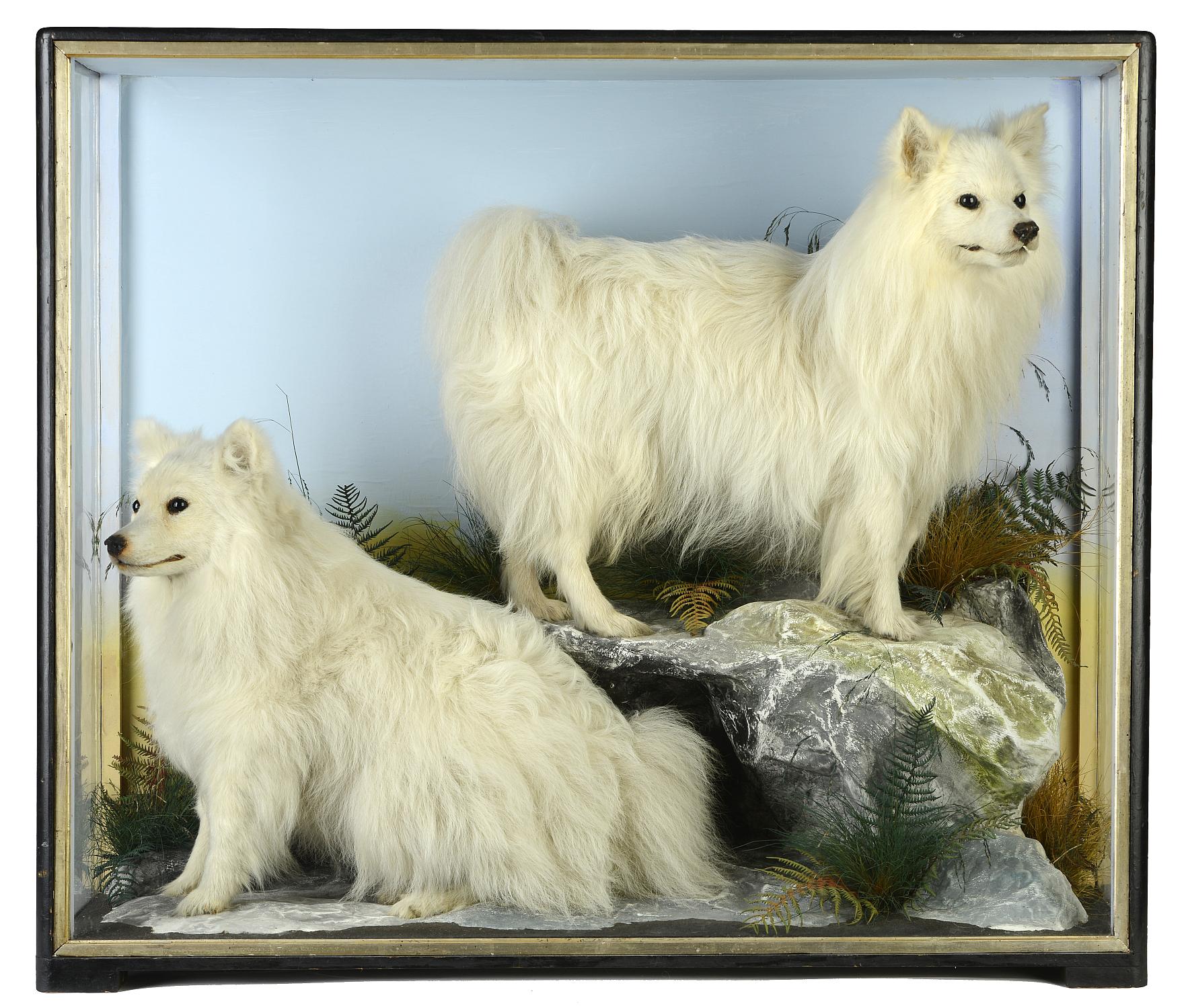 Taxidermy: A rare pair of Pomeranian dogs by Hutchings of Aberystwyth  late 19th century 79cm.;