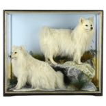 Taxidermy: A rare pair of Pomeranian dogs by Hutchings of Aberystwyth  late 19th century 79cm.;