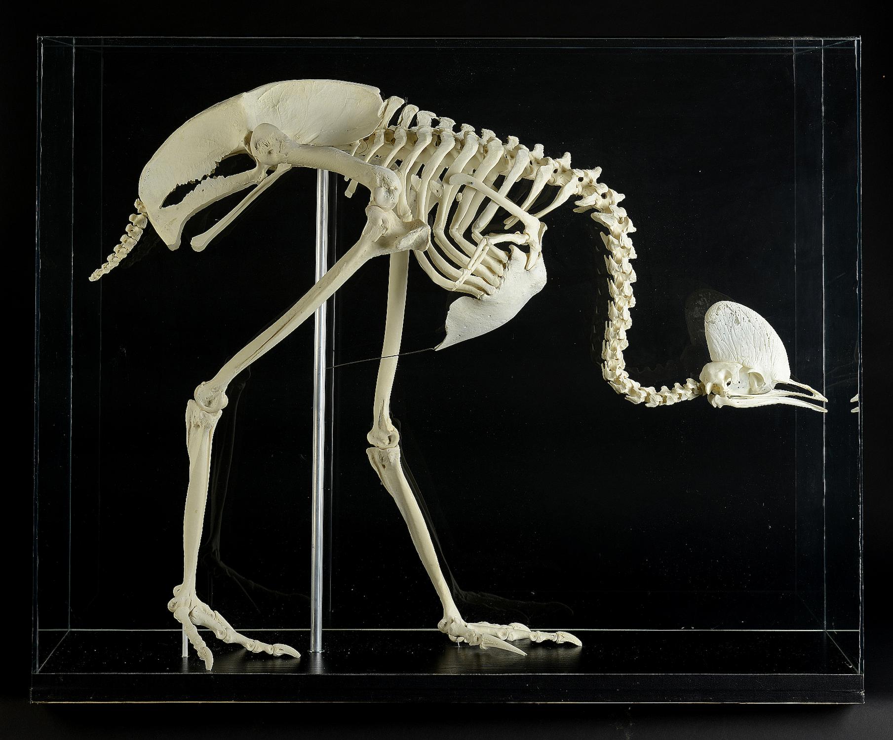 Natural History: A Cassowary skeleton in glass case modern the case ...