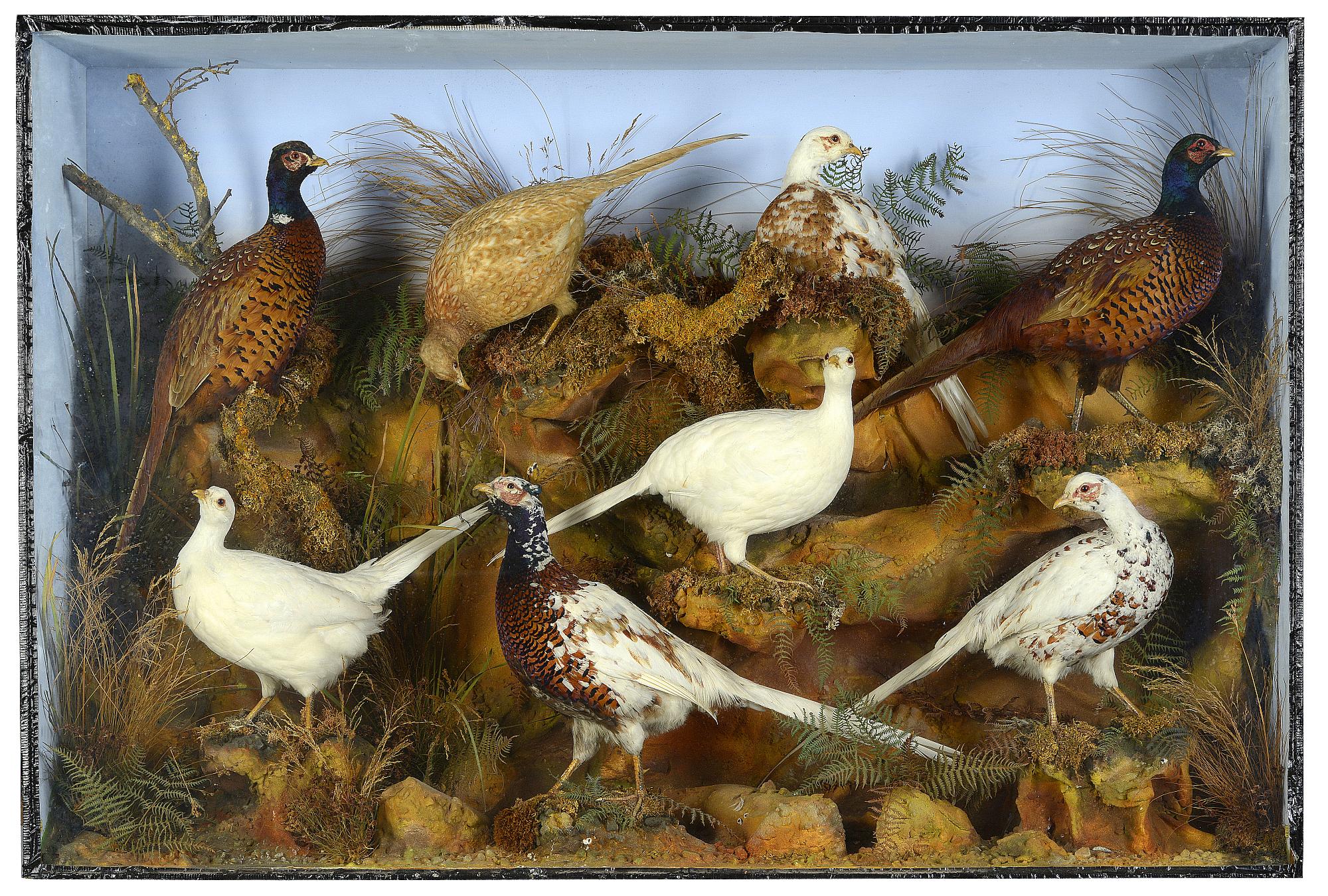 Taxidermy: A case of six pheasants with unusual plumage by Henry Ward  circa 1880 104cm.; 41ins high
