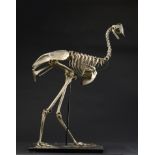 Natural History: A Cassowary skeleton  early 20th century with old French museum labels 110cm.;