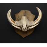 Natural History:Two Warthog trophies on shields  one with plaque dated '59 56cm.; 22ins high