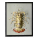 Natural History: A massive crayfish mounted in a wall case  recent 72cm.; 28ins high