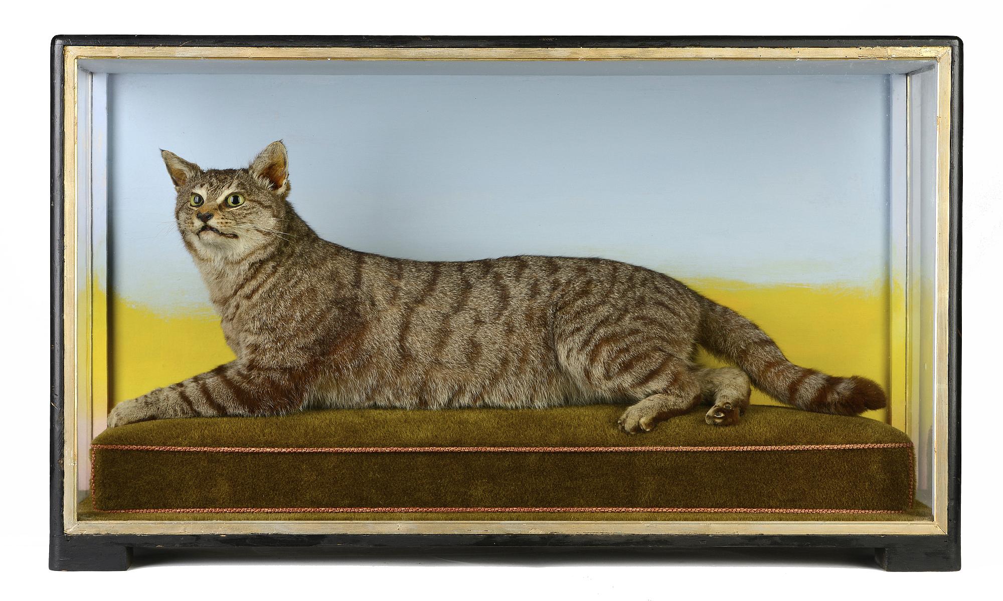 Taxidermy: An enormous domestic cat by Hutchings of Aberystwyth  late 19th century 53cm.; 21ins high