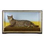 Taxidermy: An enormous domestic cat by Hutchings of Aberystwyth  late 19th century 53cm.; 21ins high