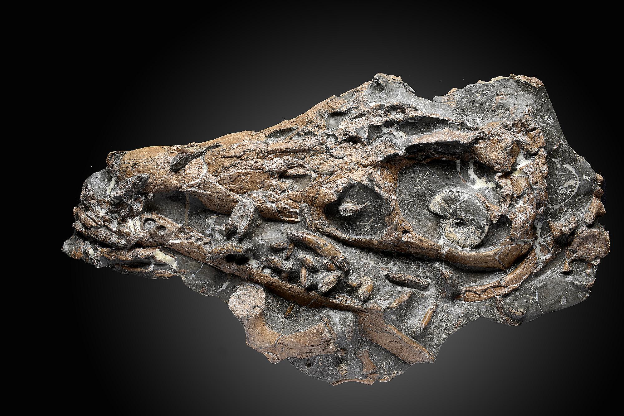 Natural History: A rare Pliosaur (Liopleurodon ferox) skull  Oxford Clays near Peterborough, mid