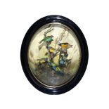 Taxidermy: A wall dome of colourful Australian birds  circa 1880 in the manner of Ashmead of London,