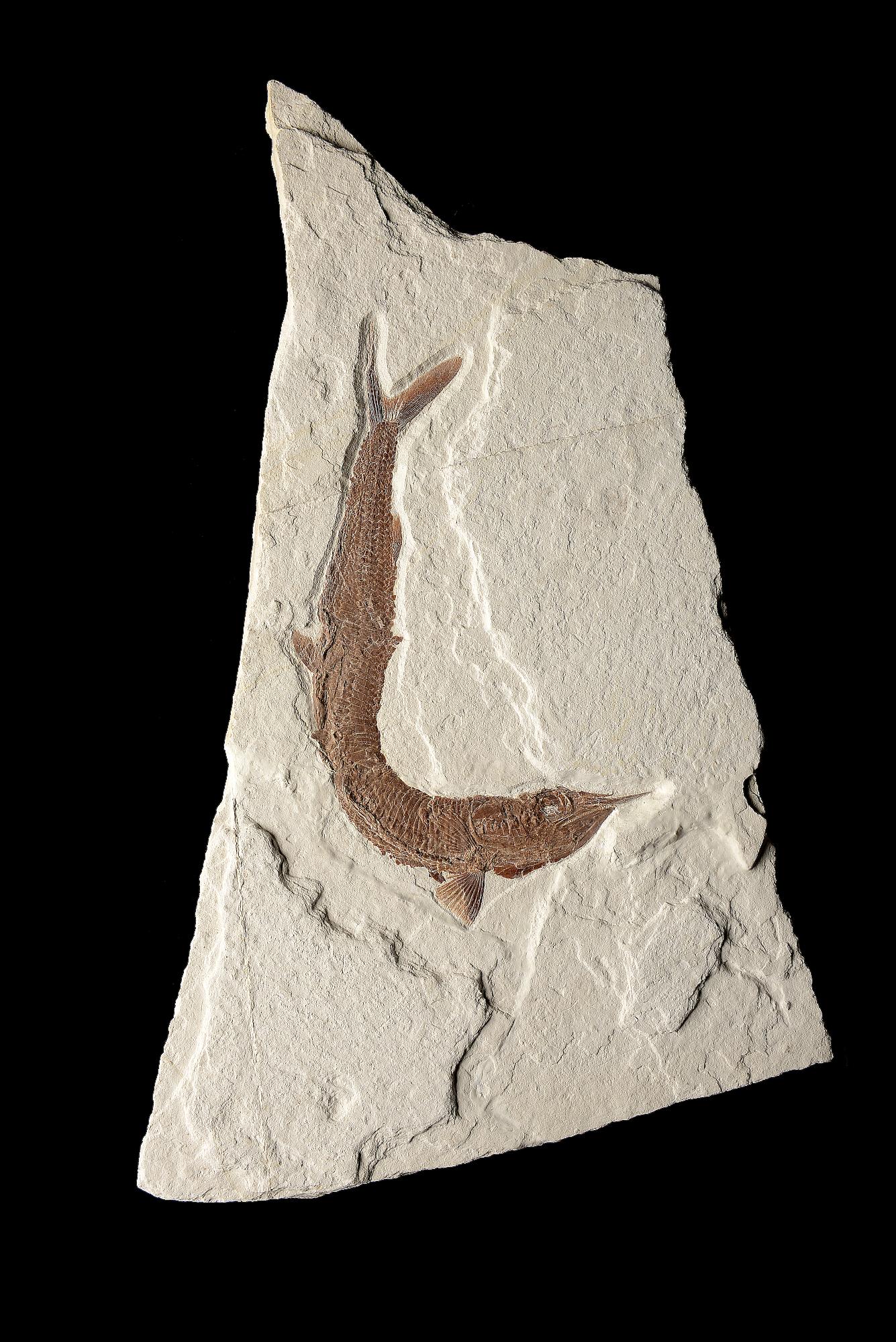 A rare Aspidorhynchus fish  Painten, Germany, Lower Jurassic 74cm.; 29ins wide