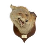 Taxidermy: A P Spicer & Sons shield mounted fox trophy  1935, with ivorine label and maker's stamp