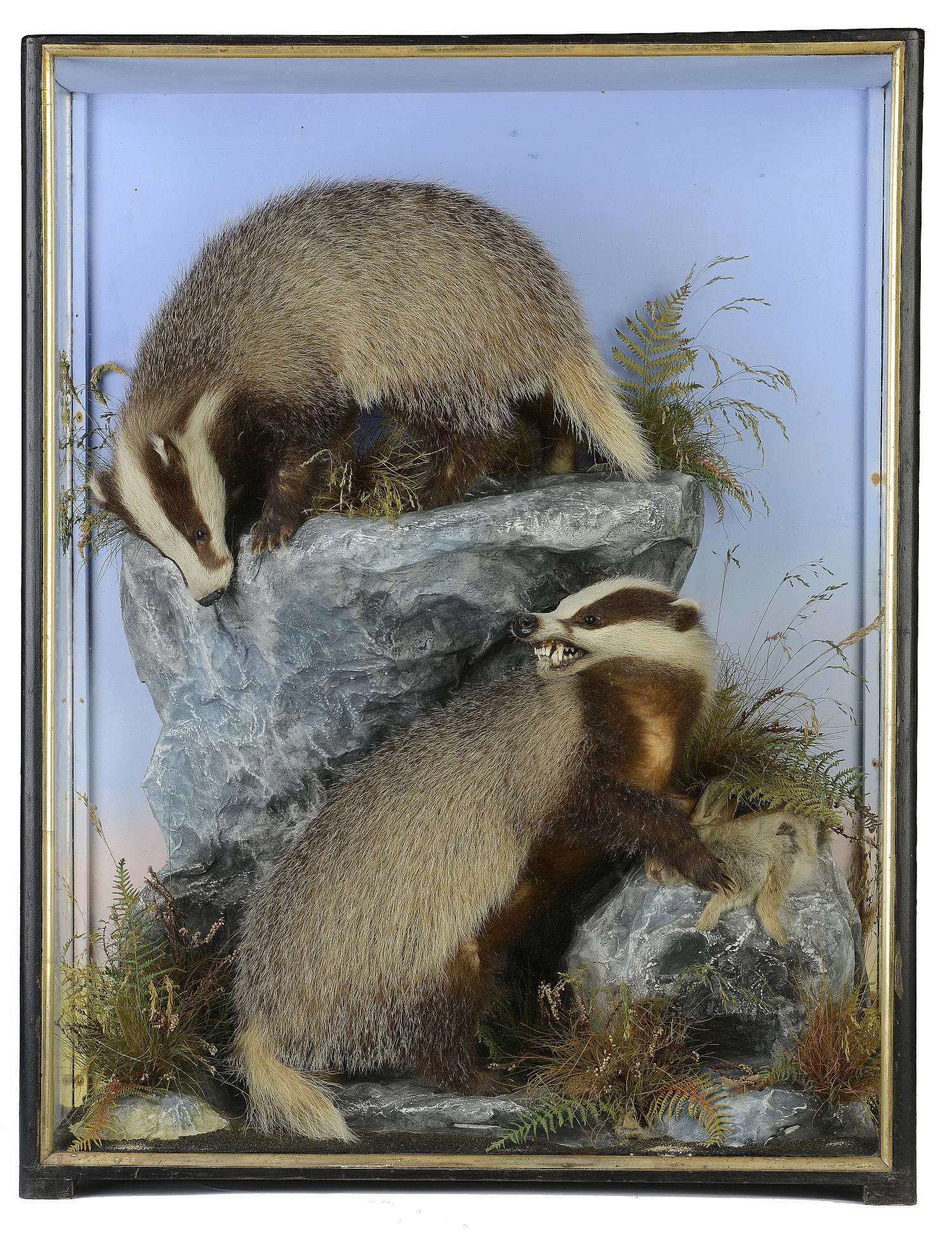 Taxidermy: A case of Badger cubs squabbling over a rabbit by Hutchings of Aberystwyth  late 19th