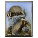 Taxidermy: A case of Badger cubs squabbling over a rabbit by Hutchings of Aberystwyth  late 19th