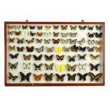 Lepidopterology: A pair of wall cases containing Butterflies  mid 20th century 53cm.; 21ins high