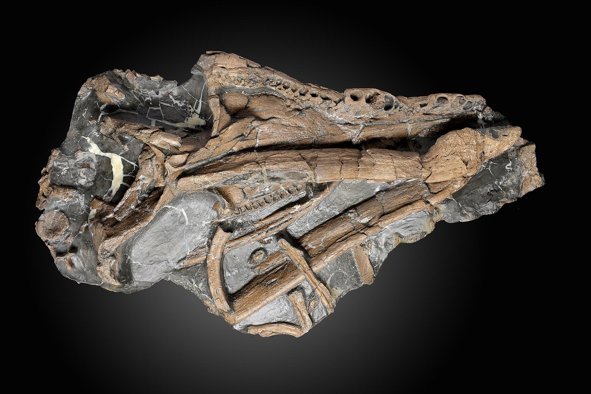 Natural History: A rare Pliosaur (Liopleurodon ferox) skull  Oxford Clays near Peterborough, mid - Image 2 of 3