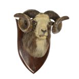 Taxidermy: A Spicer shield mounted rams head  1st half 20th century with fragmentary label to rear