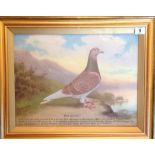 ANDREW BEER, 1862 - 1954, OIL ON CANVAS Portrait of a champion racing pigeon, titled 'Red Queen',