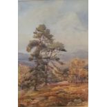 A.C. WYATT, AN EDWARDIAN WATERCOLOUR Landscape, with trees, signed and gilt framed. (59cm x 70cm