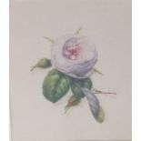 A 20TH CENTURY WATERCOLOUR Still life of a single white rose, with green foliage, signed in