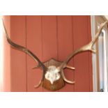 Stag Antlers on Shield. £30/40