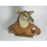 Taxidermy – Head on an African Antelope Type Animal Mounted on Wooden Plaque with Animal Feet as