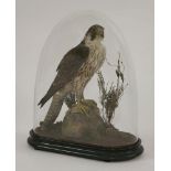Taxidermy: Falco Peregrinus, young Tiercel Peregrine in juvenile plumage, 19th century, remounted